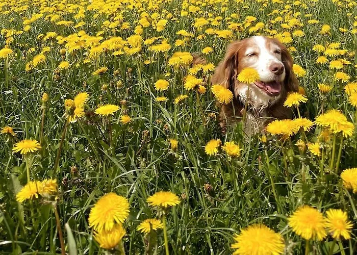 Daire Mit Fantastischer Aussicht Trin