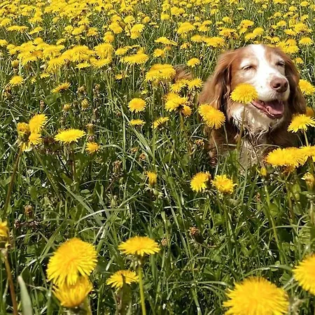 Apartamento Mit Fantastischer Aussicht Trin